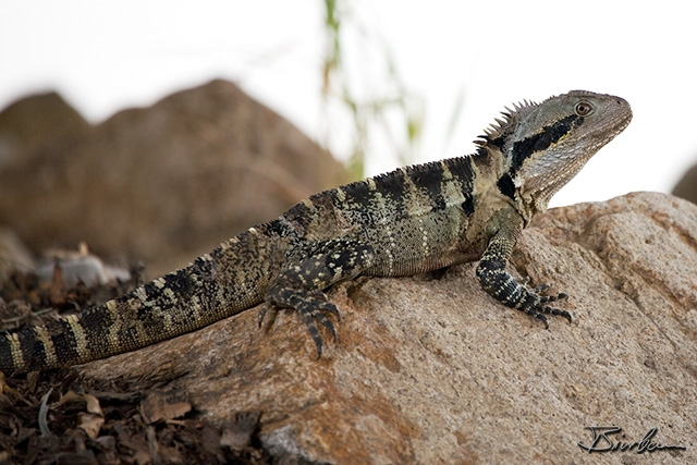 IMG_7009-01- Australian Water Dragon, Physignathus lesueurii.jpg - Brisbane Water Dragon